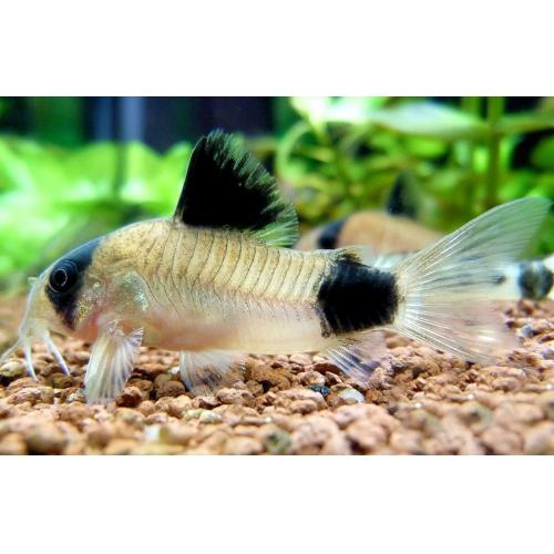 Corydoras panda - Pancéřníček panda 2,5-3cm
