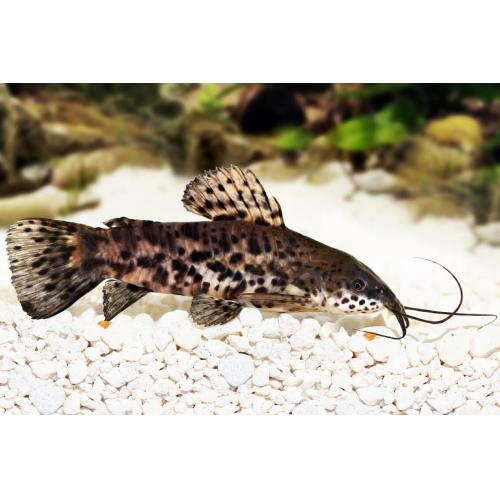 Hoplosternum thoracatum - Pancéřníček kropenatý 4-5cm