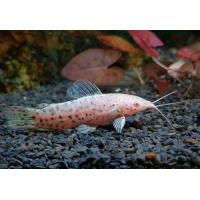 Hoplosternum thoracatum Albino - Pancéřníček kropenatý albín 4-5cm