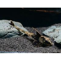 Loricaria sp. Rio Atabapo 5-6cm