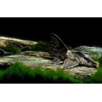 Loricaria sp. Rio Atabapo 5-6cm