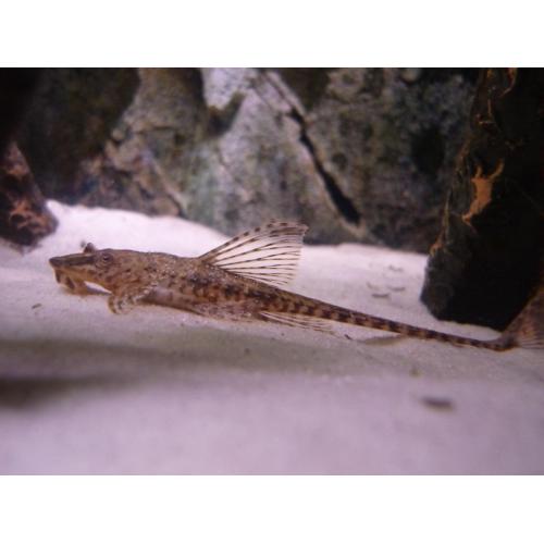 Loricaria filamentosa - Krunýřovec vláknoocasý 5-6cm