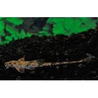 Loricaria filamentosa - Krunýřovec vláknoocasý 5-6cm