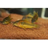 Corydoras aff. aeneus Neon Orange 2,5-3cm