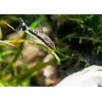 Otocinclus affinis - Krunýřovec jednopruhý 2,5-3cm