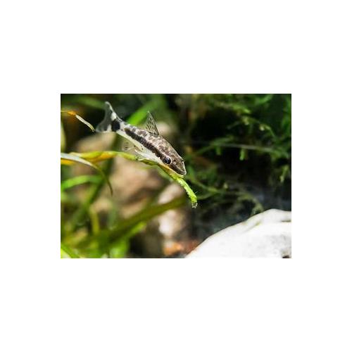 Otocinclus affinis - Krunýřovec jednopruhý 2,5-3cm