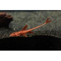Rineloricaria sp.Rot - Lorikárie červená 5-6cm