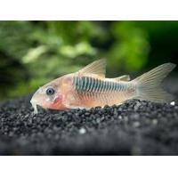 Corydoras rabauti - Pancéřníček tmavý 2,5-3cm