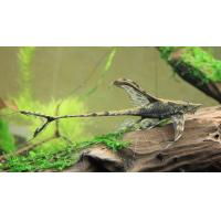 Sturisoma aureum - Sturisoma zlatá 7-8cm