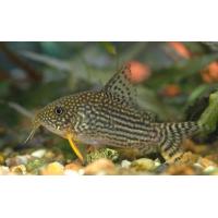 Corydoras sterbai - Pancéřníček Štěrbův 2,5-3cm