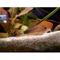 Corydoras similis - Pancéřníček podobný 2,5-3cm