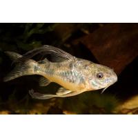 Corydoras paleatus - Pancéřníček skvrnitý závojový 3cm