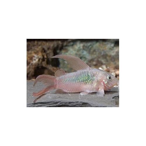 Corydoras aeneus závoj - Pancéřníček zlatopásý závojový 2,5-3cm