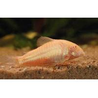 Corydoras aeneus Albino - Pancéřníček zlatopásý albín 2,5-3cm
