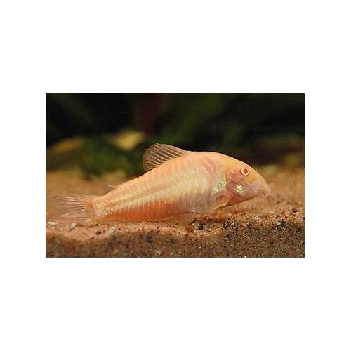 Corydoras aeneus Albino - Pancéřníček zlatopásý albín 2,5-3cm