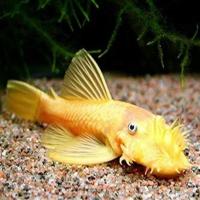 Ancistrus Yellow L144 - Krunýřovec žlutý 4cm