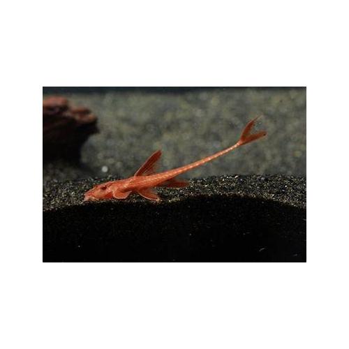 Rineloricaria sp.Rot - Lorikárie červená XL