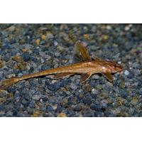 Rineloricaria sp.Rot - Lorikárie červená XL