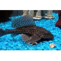 Hypostomus plecostomus - Krunýřovec plochoústý 5 cm