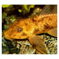 Hypostomus plecostomus gold - Krunýřovec plochoústý gold 5cm