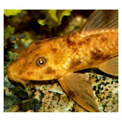 Hypostomus plecostomus gold - Krunýřovec plochoústý gold 5cm