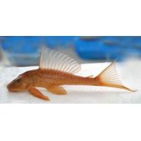 Hypostomus plecostomus gold - Krunýřovec plochoústý gold 5cm