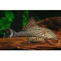 Panaque nigrolineatus 4-5cm