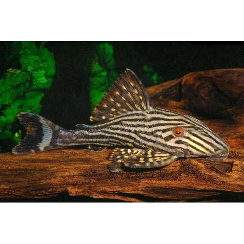 Panaque nigrolineatus 4-5cm