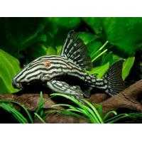 Panaque nigrolineatus 4-5cm