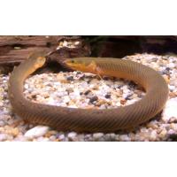 Erpetoichthys calabaricus 25cm