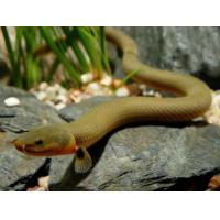 Erpetoichthys calabaricus 25cm