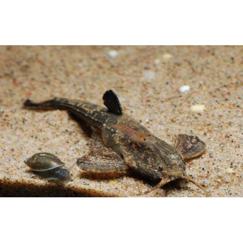 Bunocephalus coracoideus 5-6cm