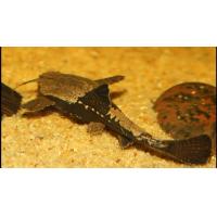 Bunocephalus coracoideus 5-6cm