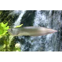 Arowana Silver 13-15cm