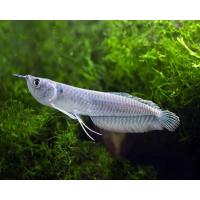 Arowana Silver 13-15cm