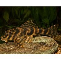 Peckoltia Vittata L015 - Pekoltie příčnopruhá 4-5cm