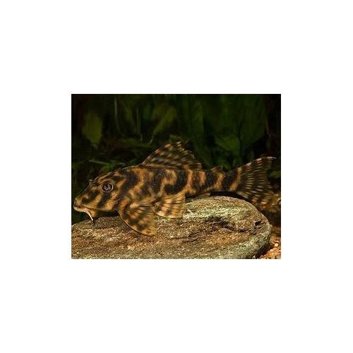 Peckoltia Vittata L015 - Pekoltie příčnopruhá 4-5cm