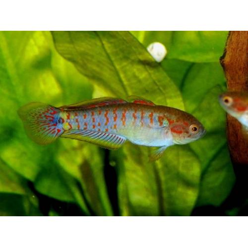 Tateurndina ocellicauda - Hlavačka pastelová 3cm