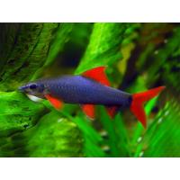 Epalzeorhynchos frenatum - Parmička červenoploutvá 4cm