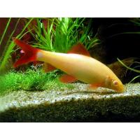 Epalzeorhynchos frenatum var. Albino - Parmička červenoploutvá albín 4cm