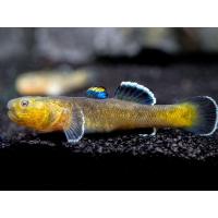 Chlamydogobius eremius - Hlaváč pustinný 3-4cm