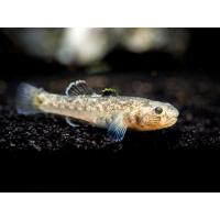 Chlamydogobius eremius - Hlaváč pustinný 3-4cm