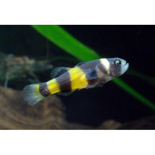 Brachygobius xanthozonus - Hlavačka zlatopásá 2-3cm