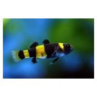 Brachygobius xanthozonus - Hlavačka zlatopásá 2-3cm