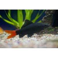 Epalzeorhynchos bicolor - Parmička červenoocasá 4cm