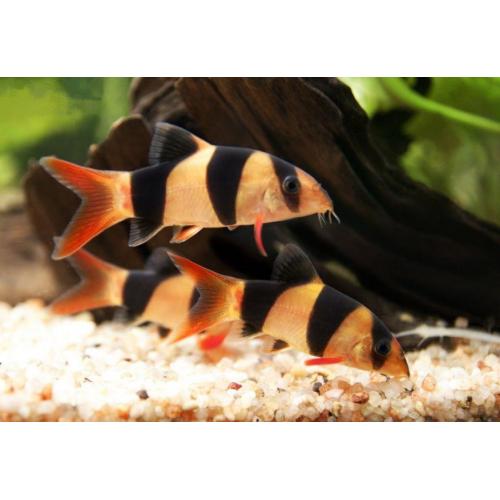 Botia macracanthus - Mřenka nádherná 4cm