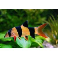 Botia macracanthus - Mřenka nádherná 4cm