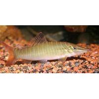 Botia hymenophysa- Mřenka příčnopruhá 5cm