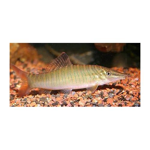 Botia hymenophysa- Mřenka příčnopruhá 5cm