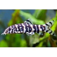 Botia lohachata - Mřenka pakistánská 3-3,5cm